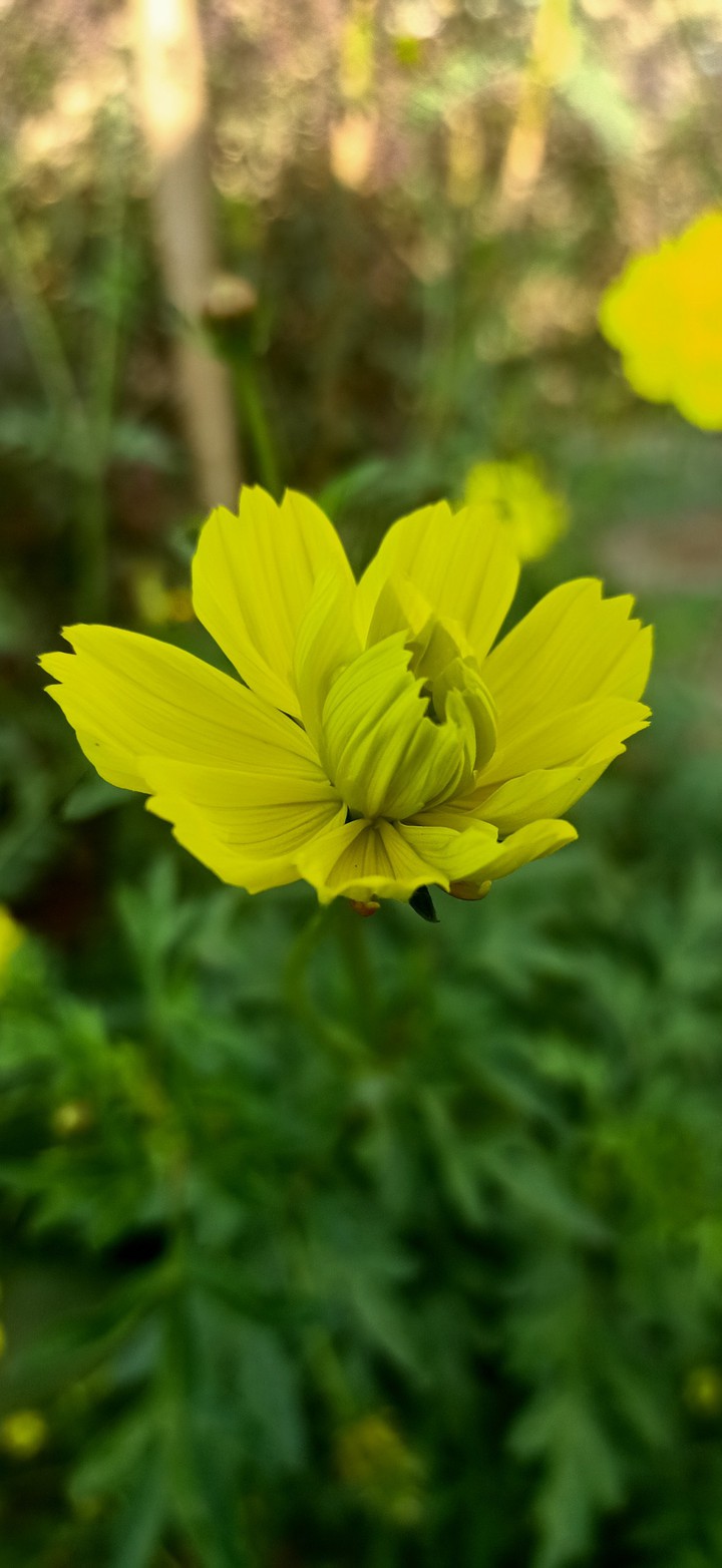 Flower Wallpaper
