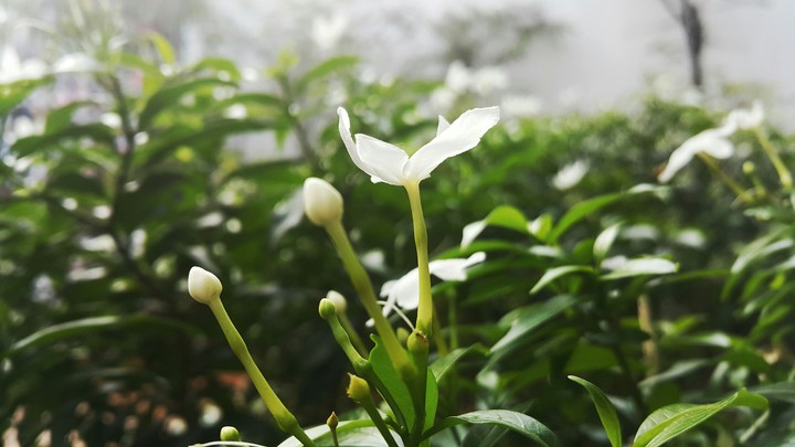 white and green