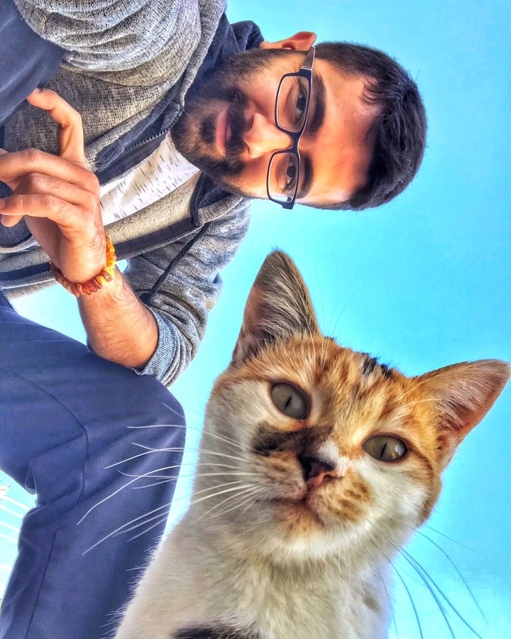 cat