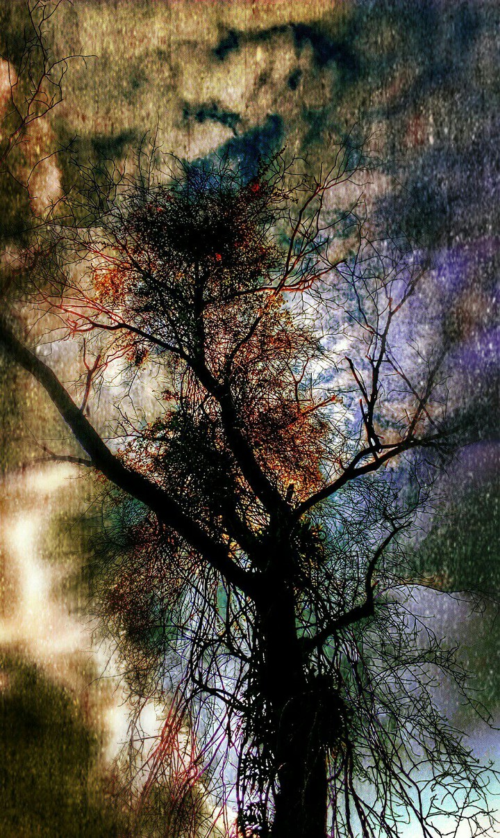 An old dead tree....alive by the background