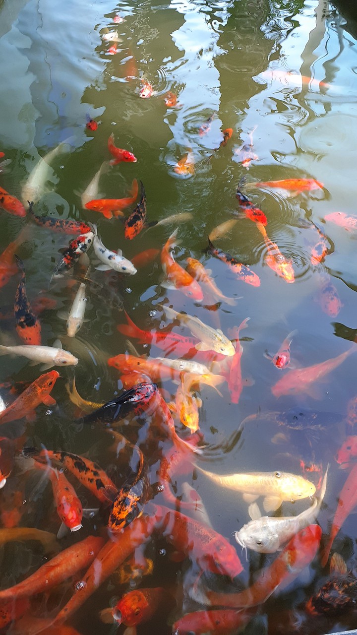 Fish