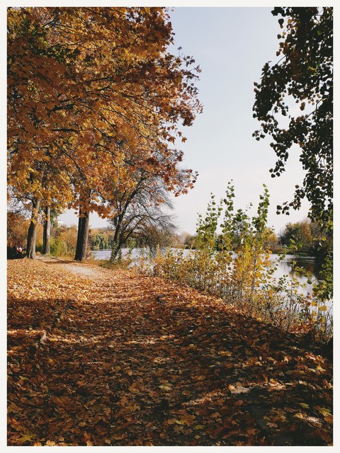 papéis de parede deciduous, tree
