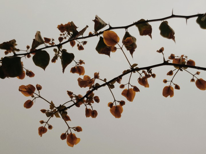Leaves and Weaves