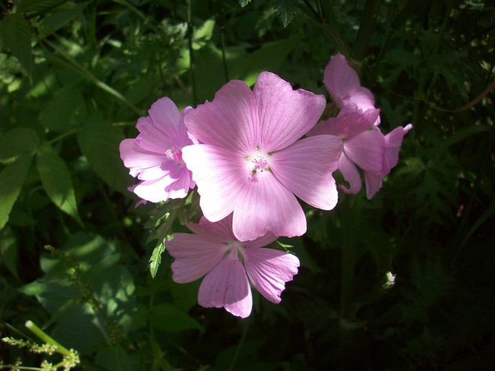 Spring morning flower