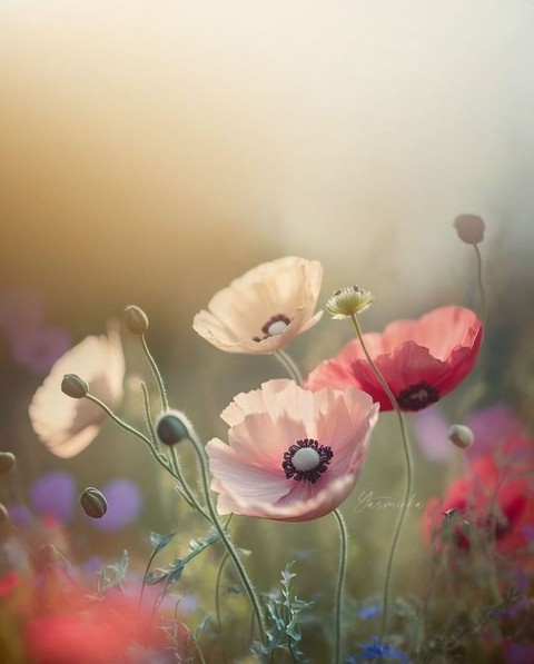 Fiori in natura