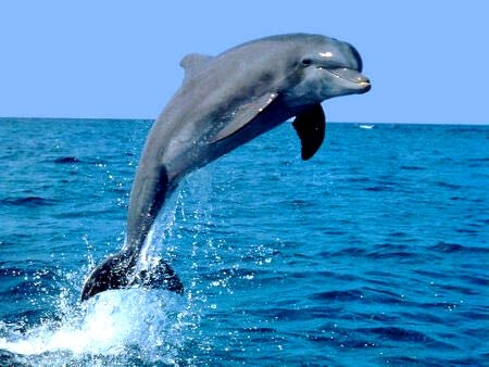 Dolphins