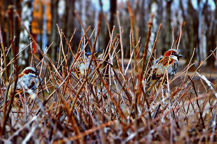 bird