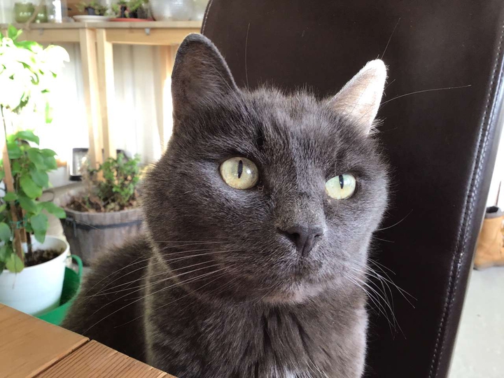 cat