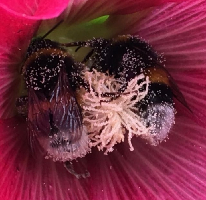 Bienen