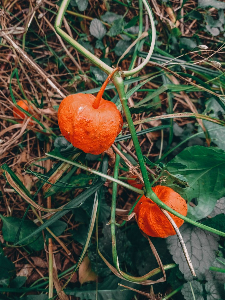 Plant