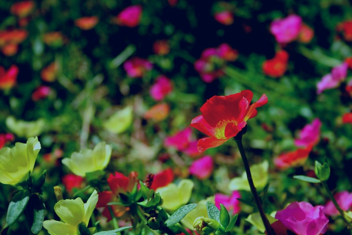 flower Garden