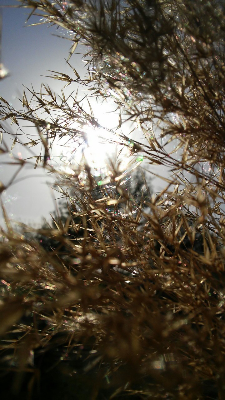 камыш