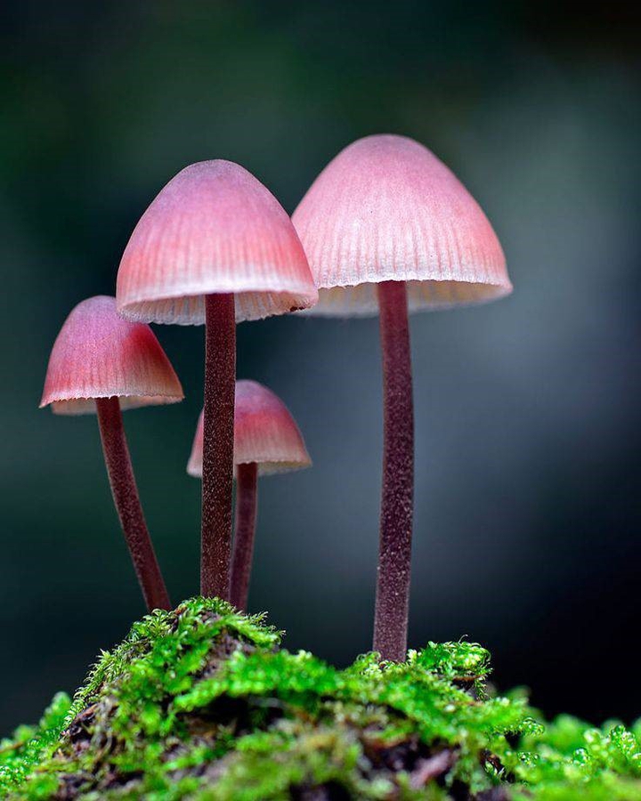 蕈菇