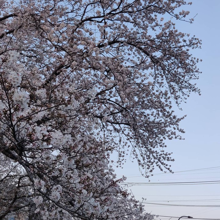 full bloom