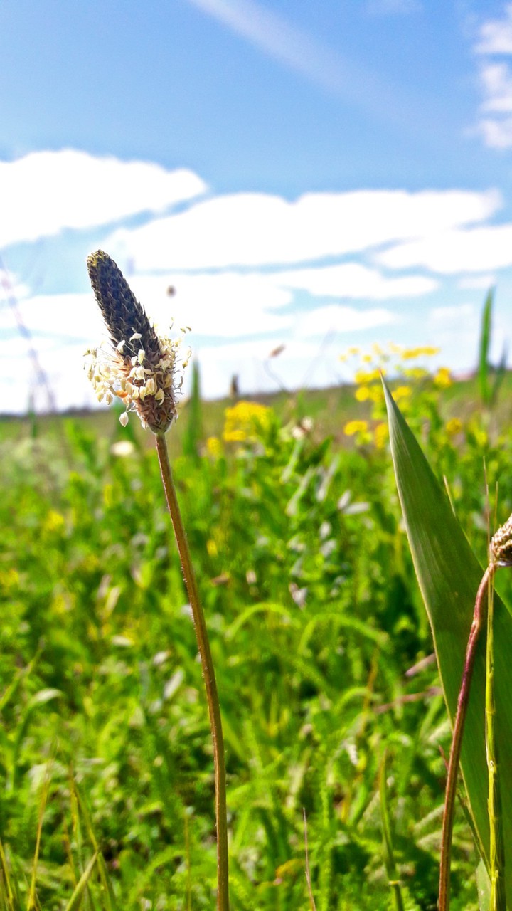 field