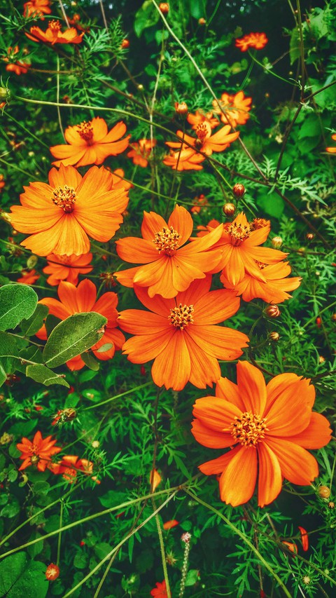 Cosmos