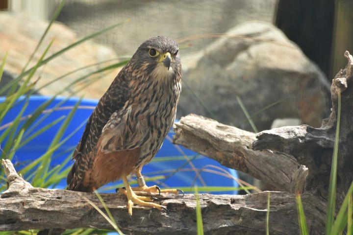 Endangered Falcon