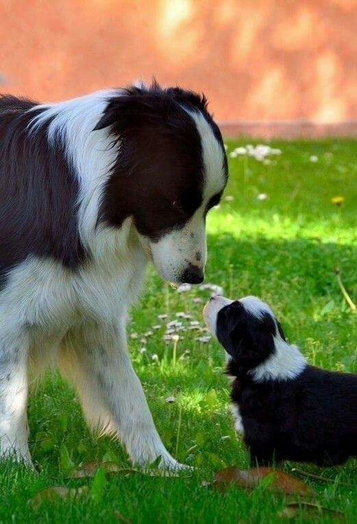 amor ao animais