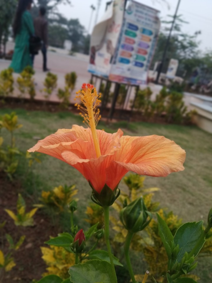 hibiscus flowers
