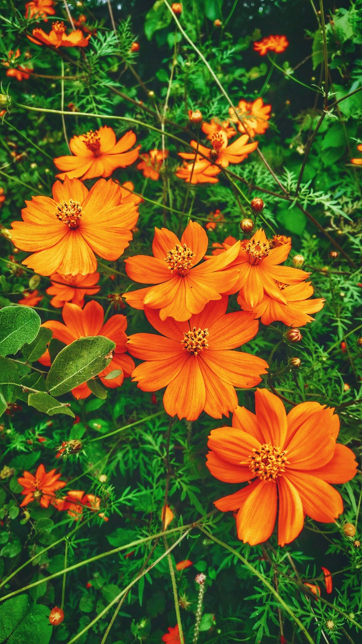 Cosmos
