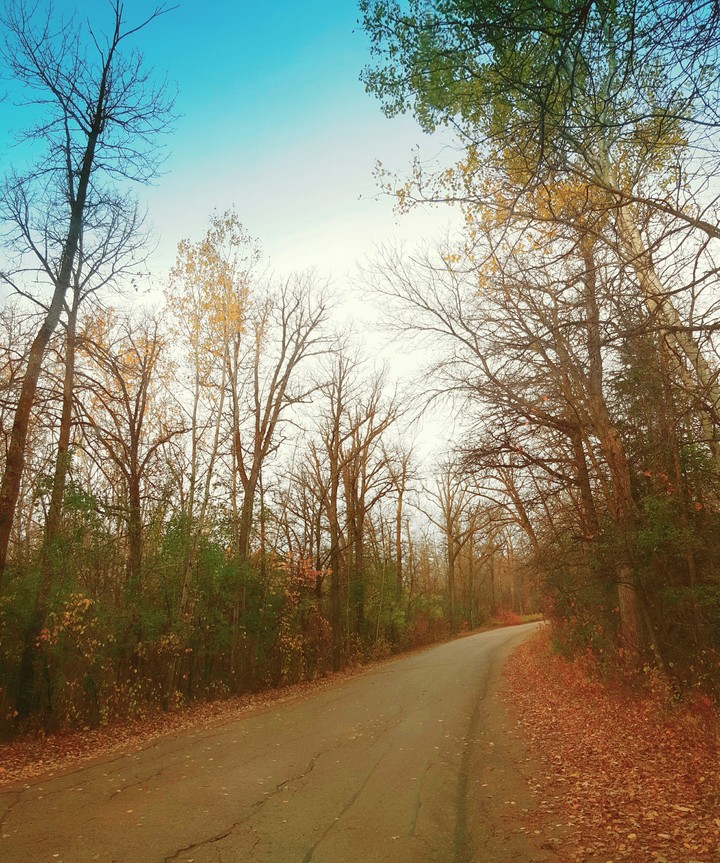 Falling leaves