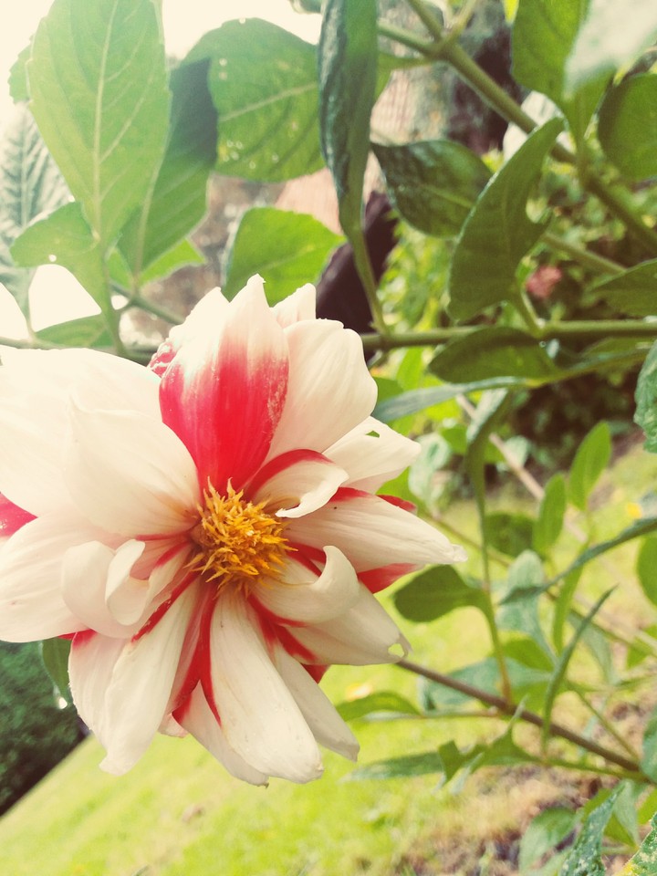 fleur de redwhite