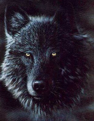 Black wolf