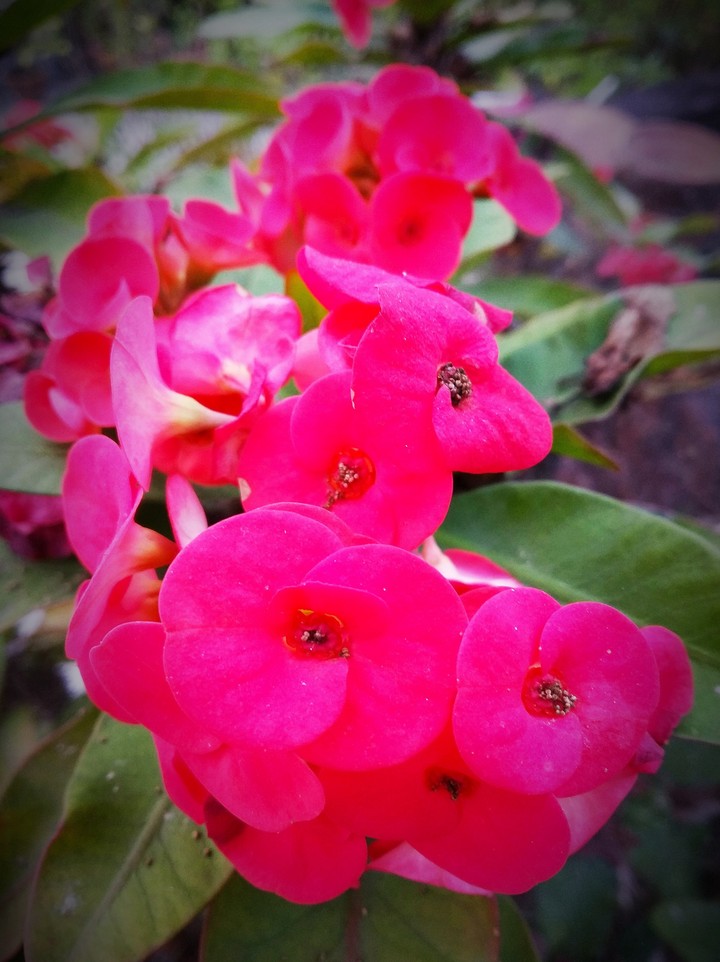 Flowers are beautiful