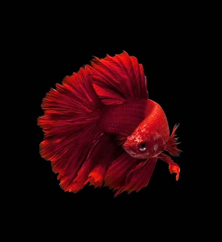 Betta fish 