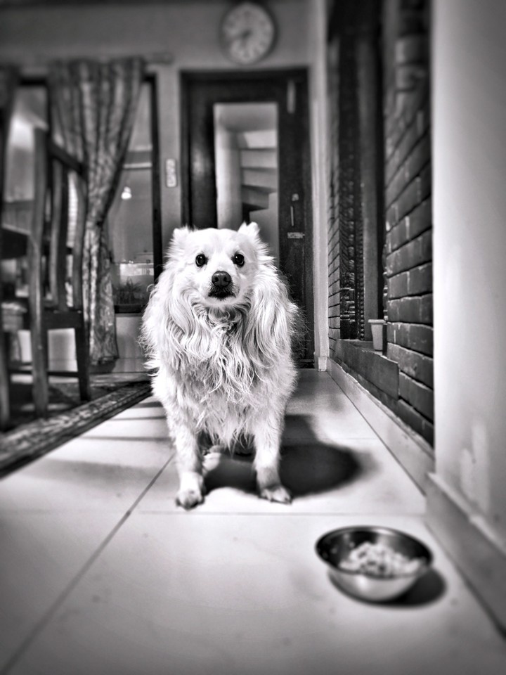 milo
