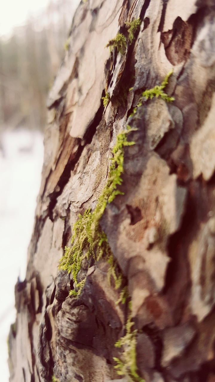 bark