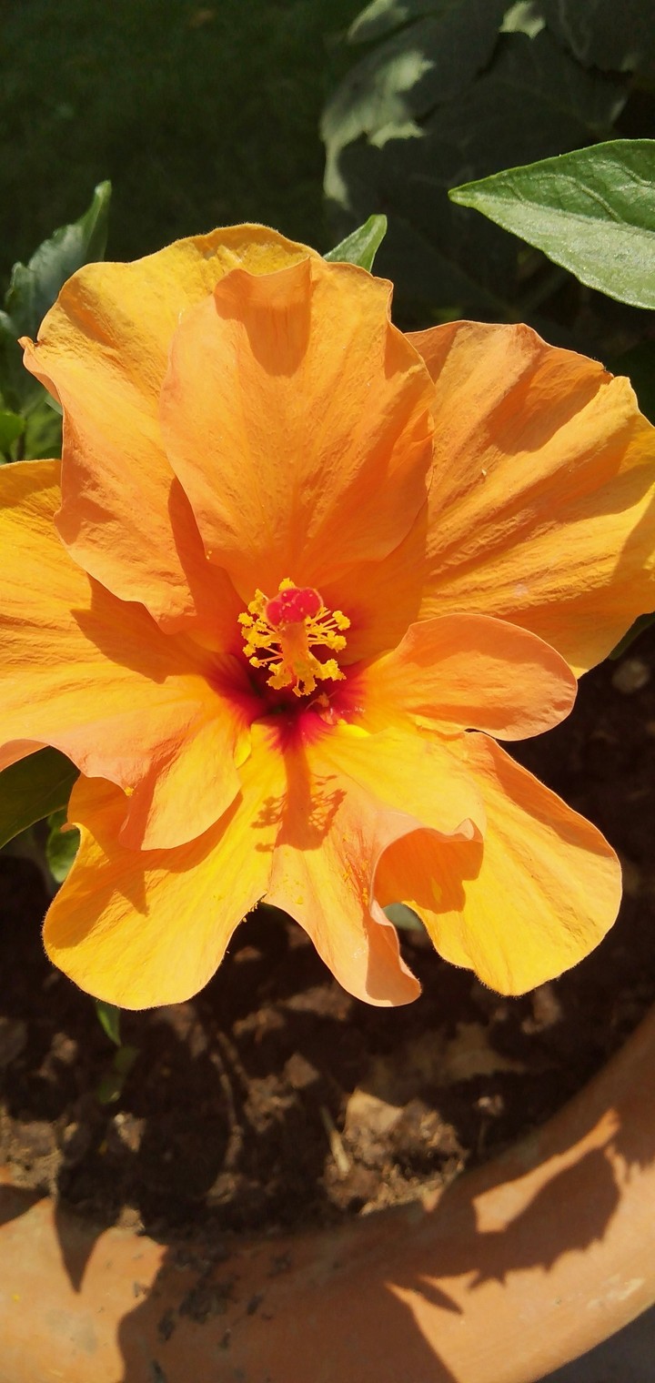 Hibiscus flower