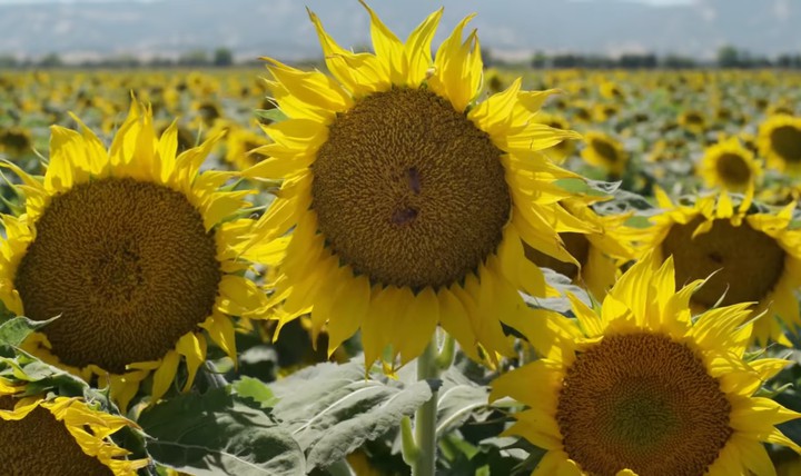 sun flower