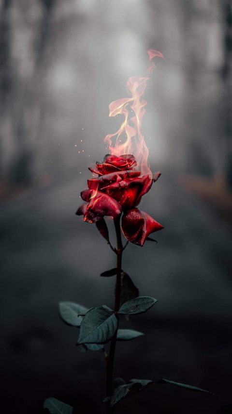 The Burning Rose