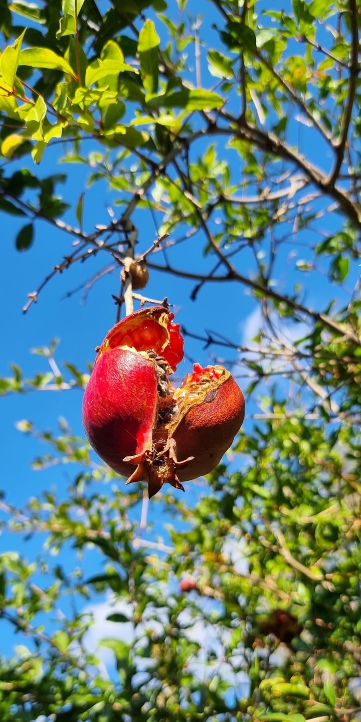pomegranate