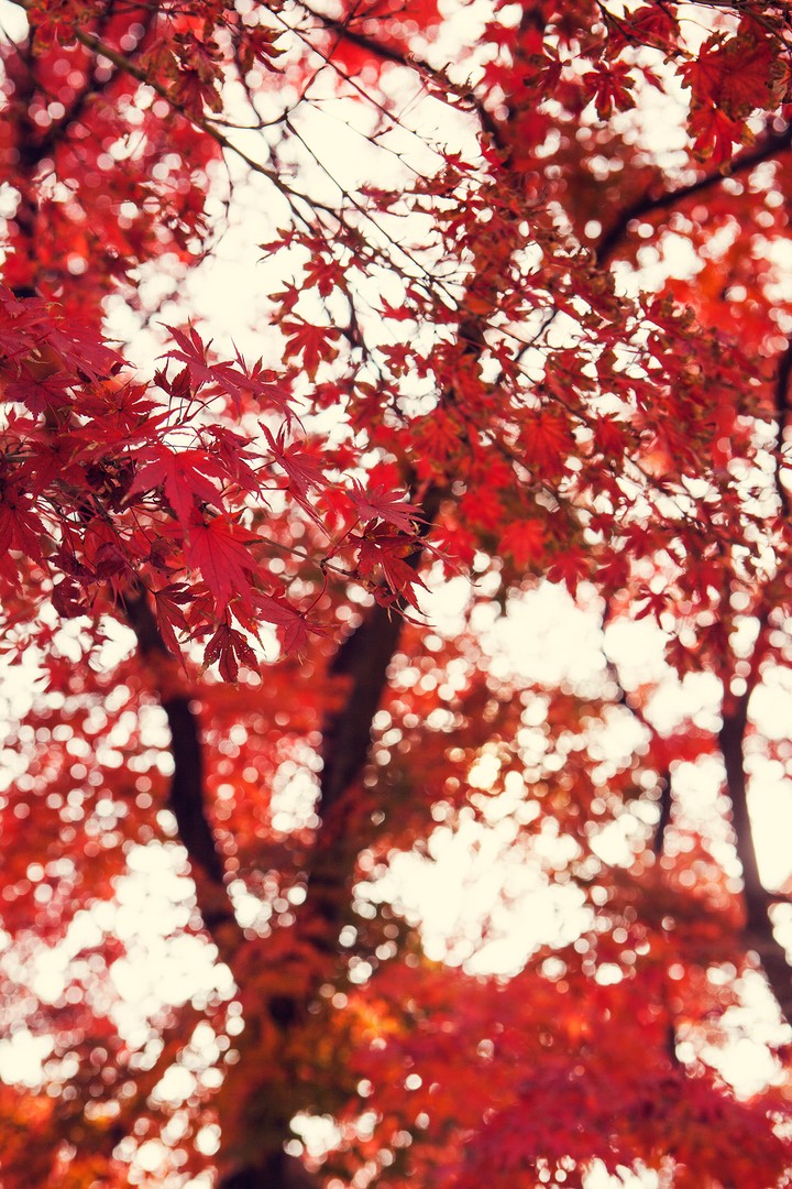 가을 단풍