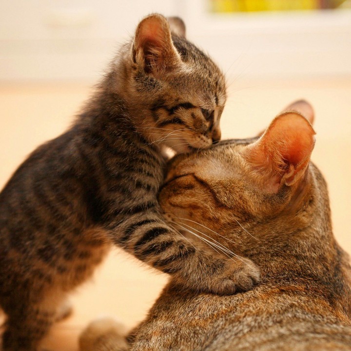 i love my mummy.