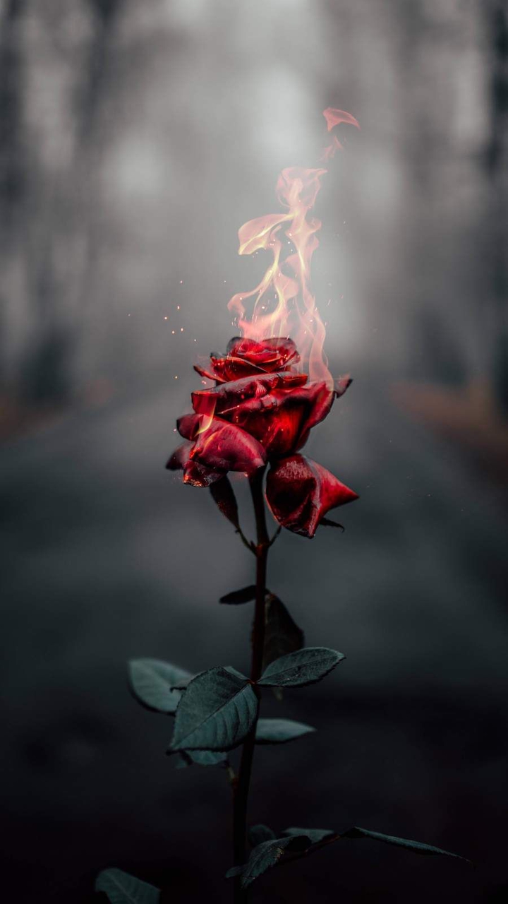 The Burning Rose