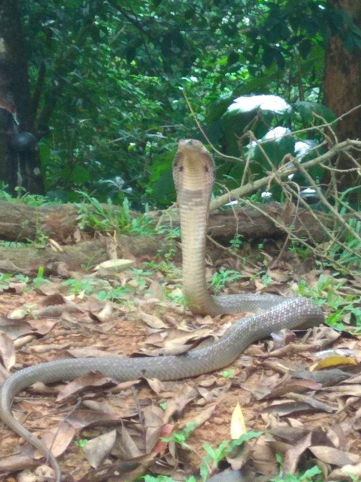 Tripura big snake