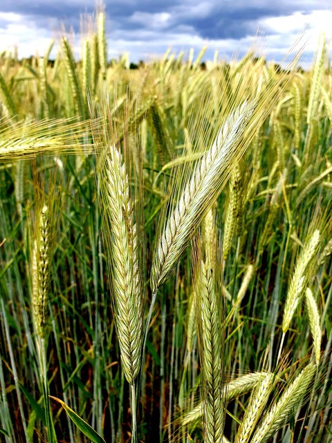 hình nền spelt, wheat