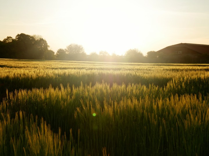 Sunset Field