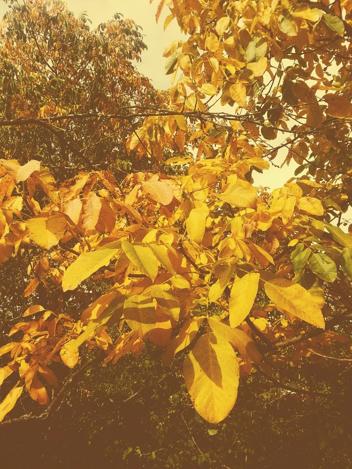 Autumn