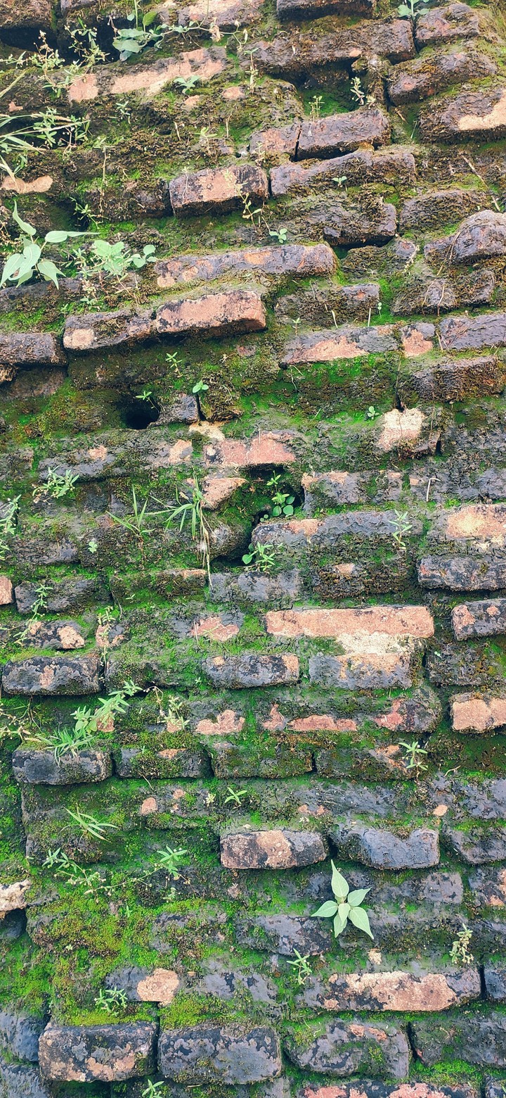 wall