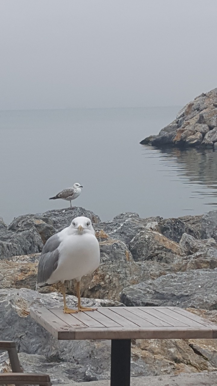 bird