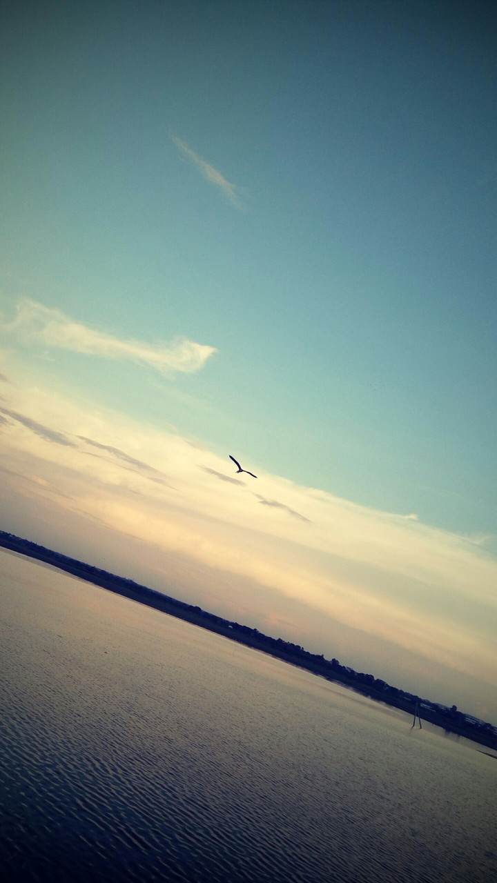 fly