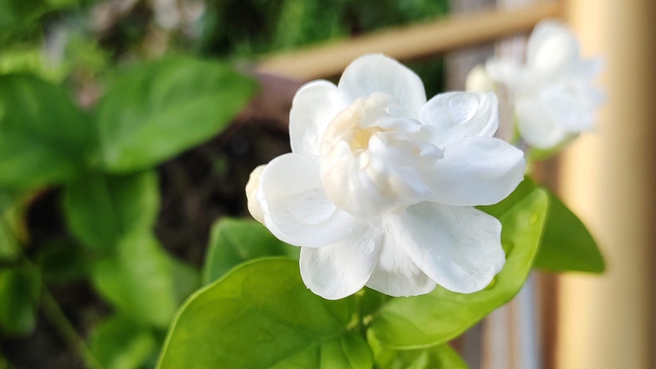 White Flower