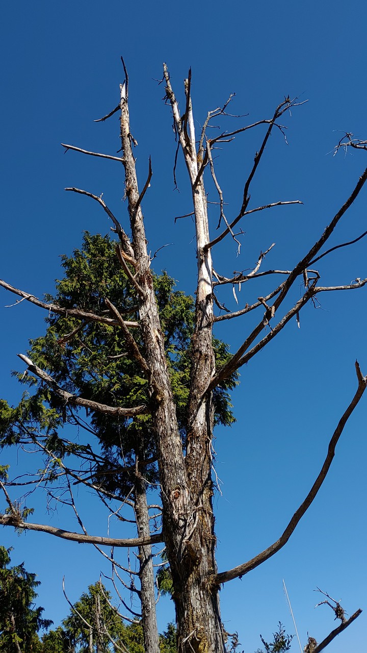 tree