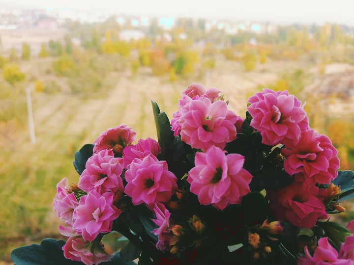 flowers