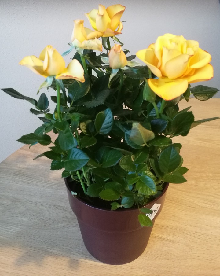 Yellow roses
