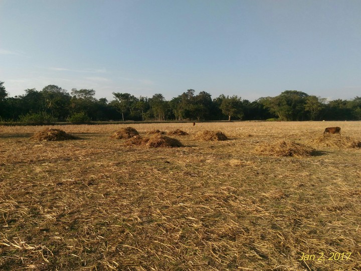a field